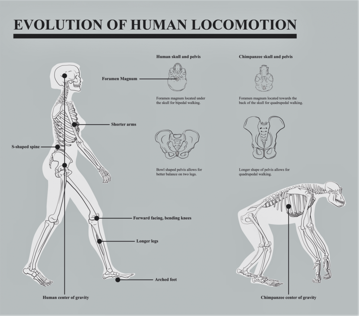 evolution of human locomotion