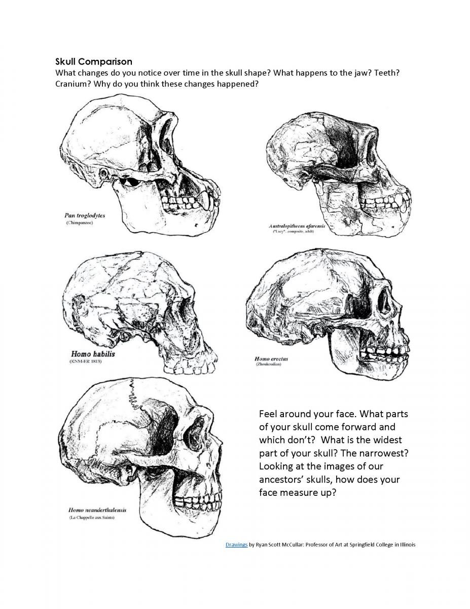 Compare Skulls