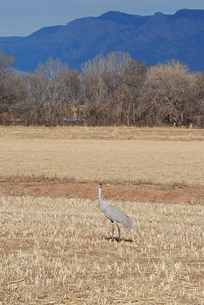 Sand Hill Crane at Candelaria Farm Albuquerque, photo Robin Cordero