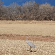 Single Sandhill Crane at Candelaria Farms Albuquerque