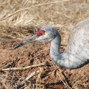 Close up of a Sandhill Crane at Candelaria Farms Albuquerque