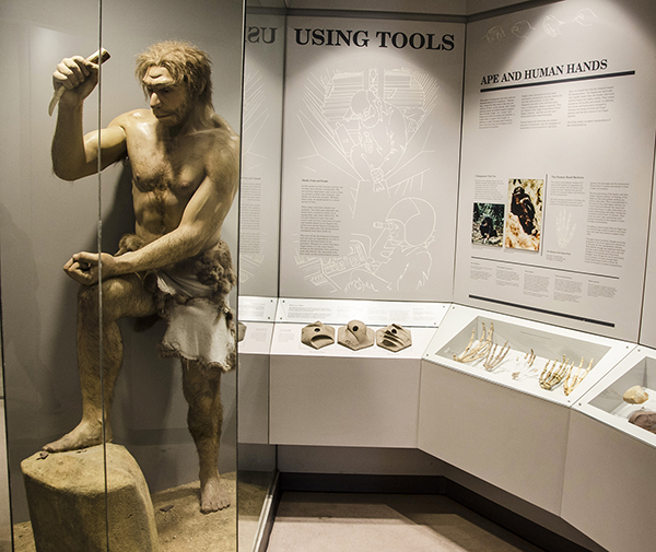 Neanderthal in the Ancrestors Exhibit