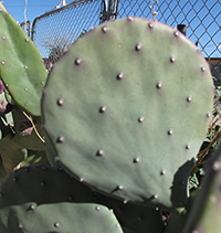 Edible cactus of the Rio Grande Region