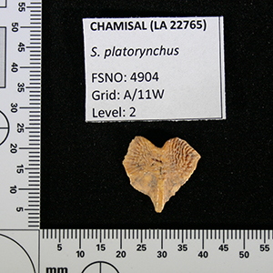 Chamisal fish bone S. platorycnhus sp