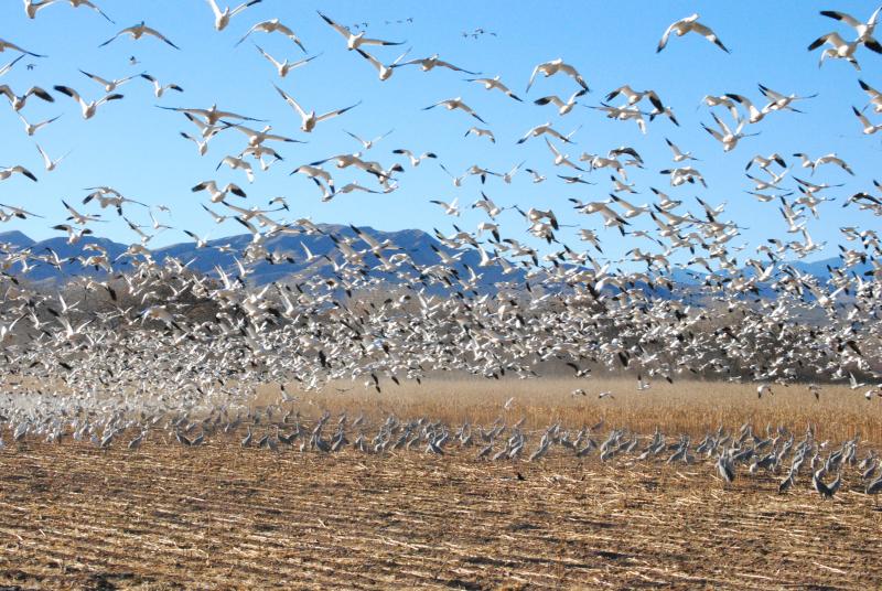 Snow geese fly while Sandhill Cranes forage at Sevilleta National Wildlife Reserve photo by Robin Cordero