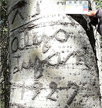 Signature of Alejo Luján on and Aspen tree