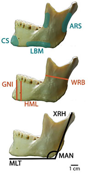 Human mandibles with measurements