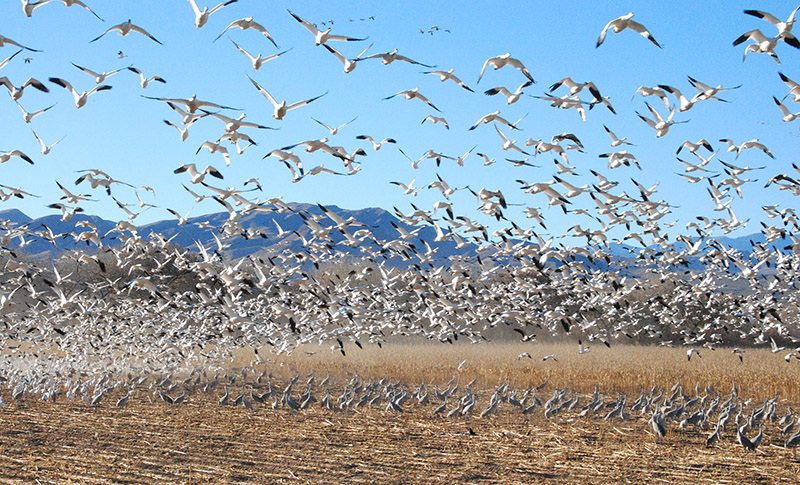 Snow Geese fly while Sand Hill Cranes forage at Sevilleta National Reserve, photo Robin Cordero