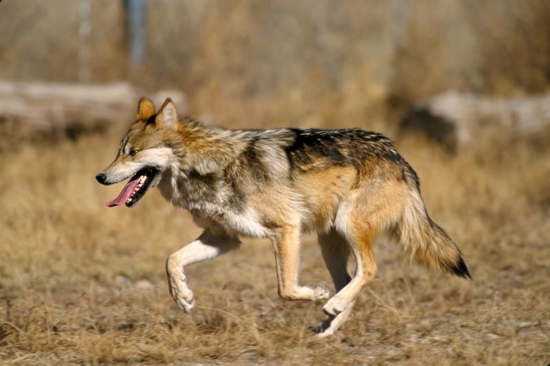 Mexican wolf in the Sevilleta National Wildlife Refuge, New Mexico