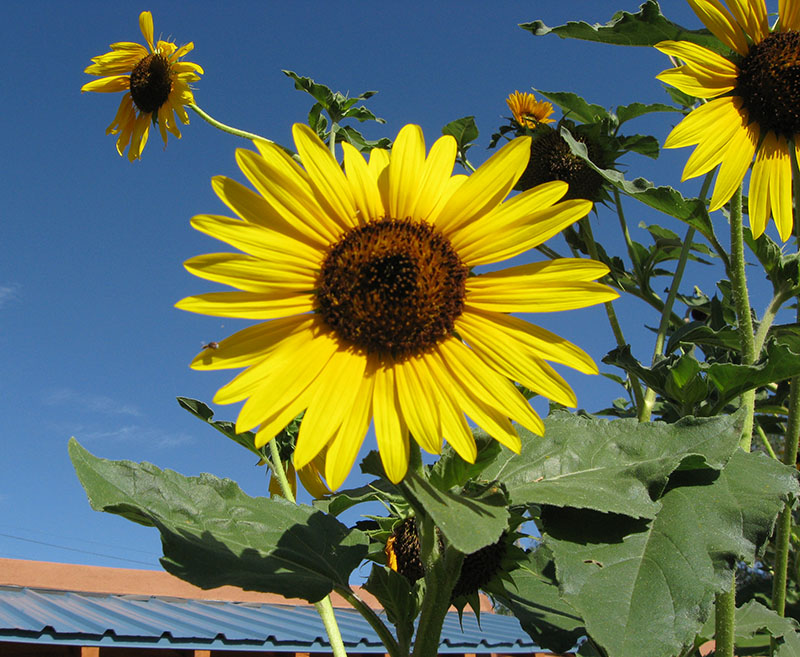 New Mexico Sunflower