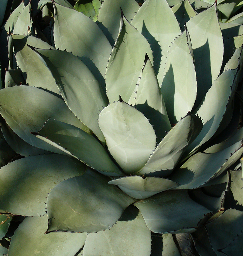 Agave cactus of the Rio Grande region