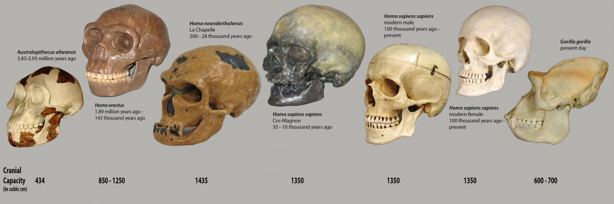 Skulls through time