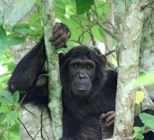 Female Chimpanzee 