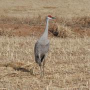 Sandhill Crane at Candelaria Farms Albuquerque