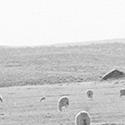 Milton Snow. Flocks grazing on the range (Tolani Lakes, Leupp, AZ), 1936. Reproduction of gelatin silver print, Maxwell Museum of Anthropology Archives, 87.45.189.