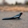 Black Marble Raven (Photo by Zong Moua)